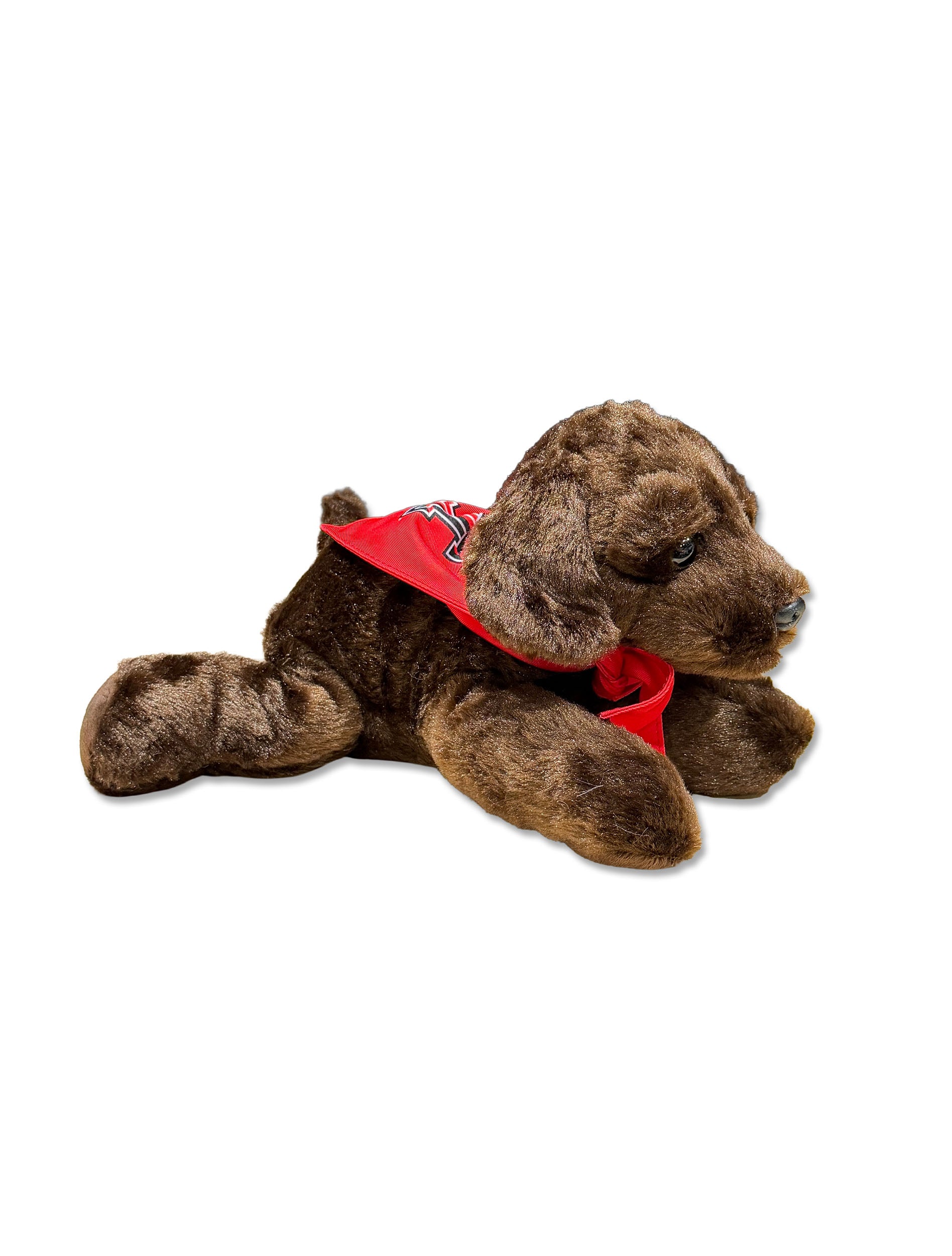 Chocolate Lab with Red Texas Tech Bandana