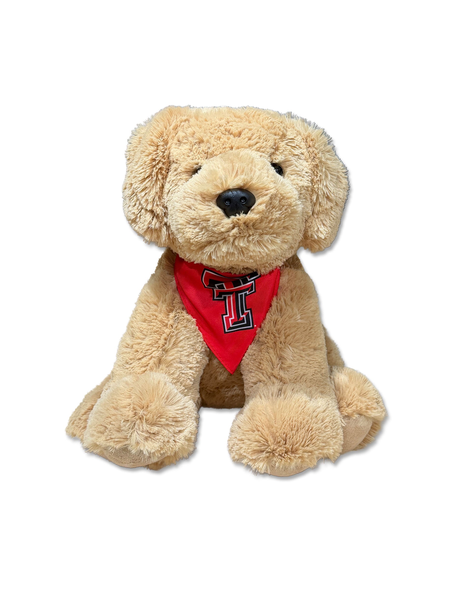 Golden Lab with Texas Tech bandana